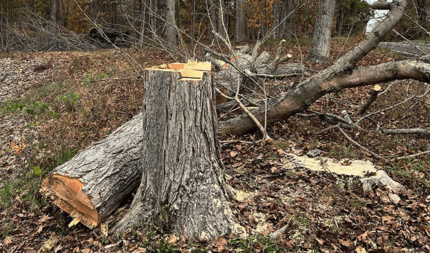 TREE REMOVAL