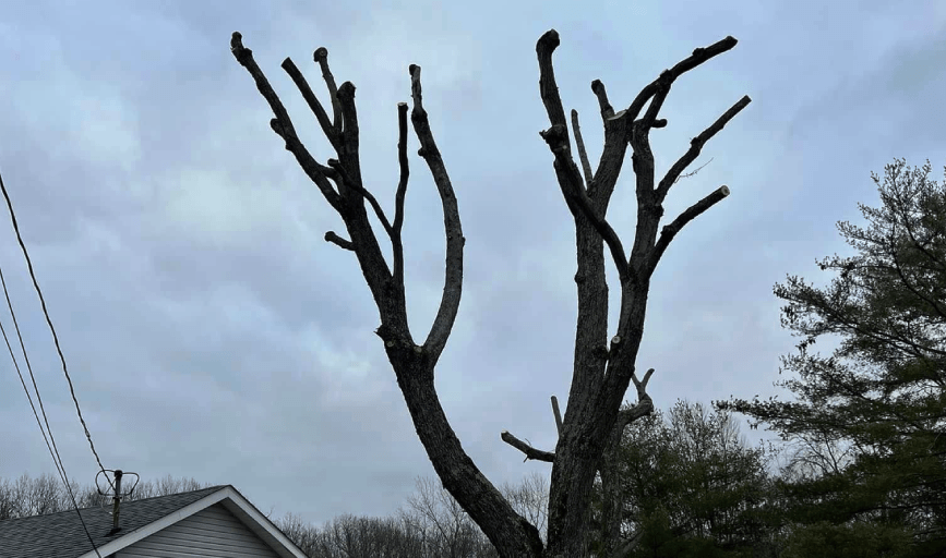 TREE TRIMMING